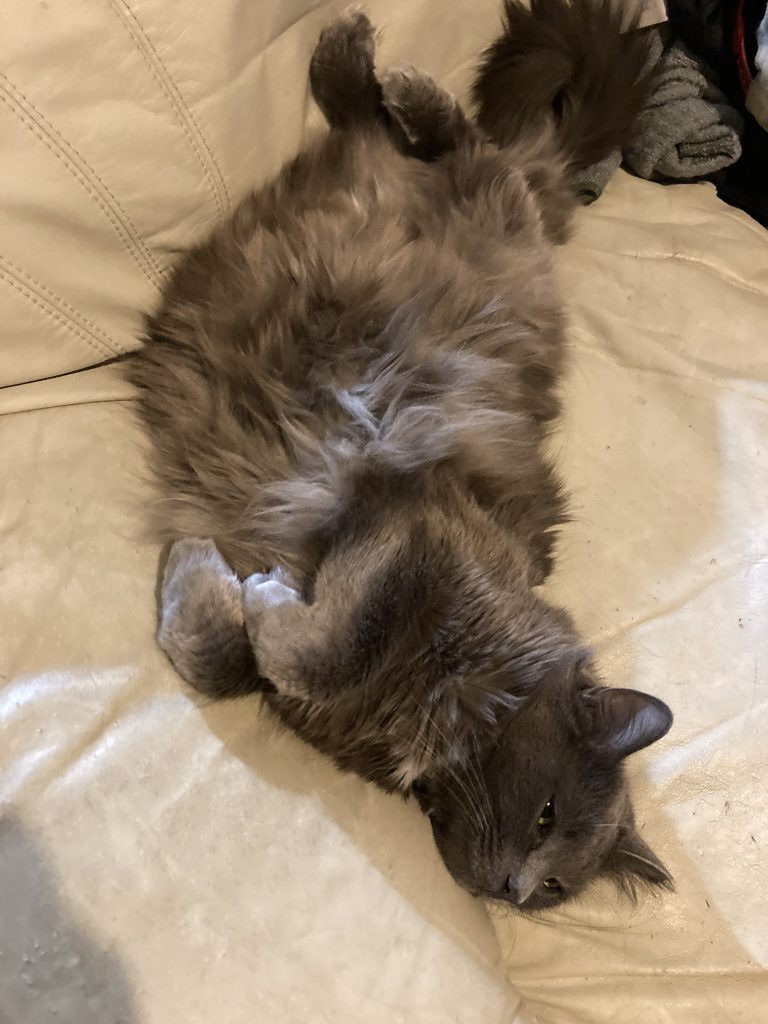 A grey cat lays on a white couch, showing his belly.